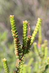Baeckea imbricata