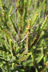 Baeckea imbricata