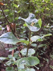 Podanthus ovatifolius
