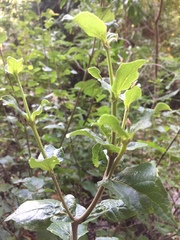 Podanthus ovatifolius