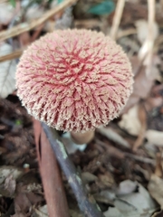 Boletellus deceptivus