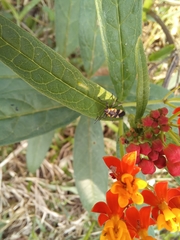 Oncopeltus cingulifer