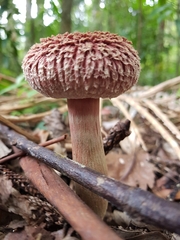 Boletellus deceptivus