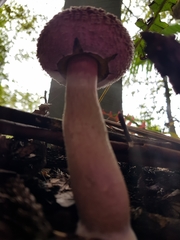 Boletellus deceptivus