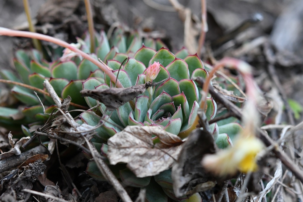 Echeveria pulidonis, Las Cañadas, 29264 San Cristóbal de las Casas, Chis., México