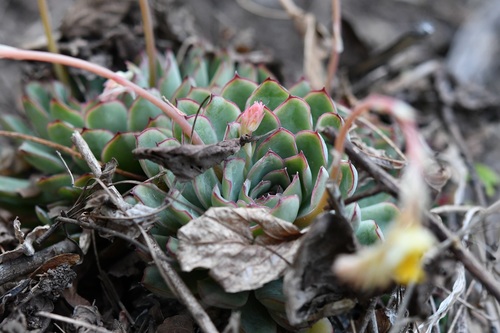 Echeveria pulidonis (Echeveria pulidonis)