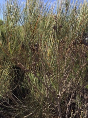 Allocasuarina distyla