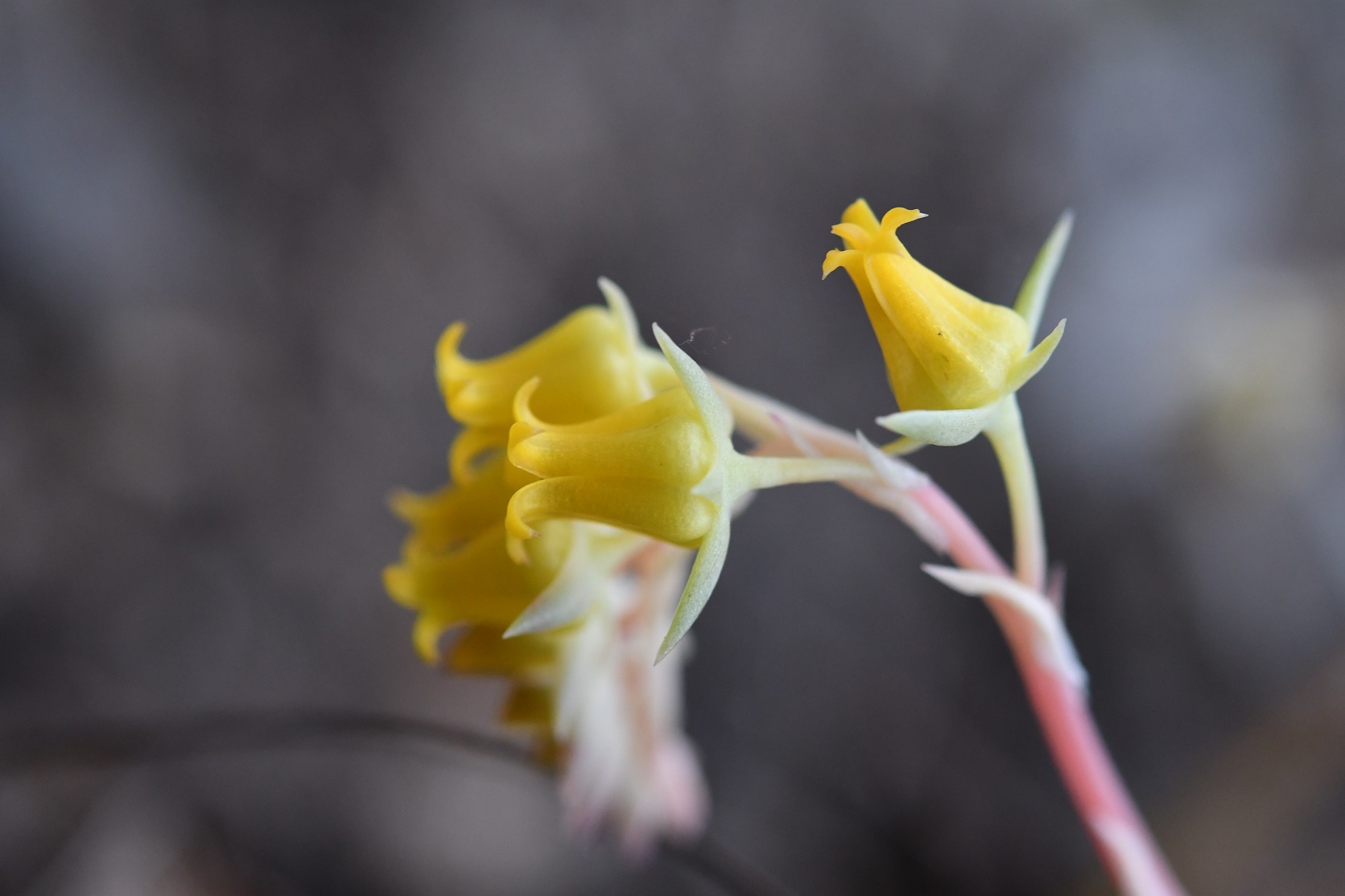 Imagem de Flor de Suculenta
