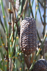 Allocasuarina distyla