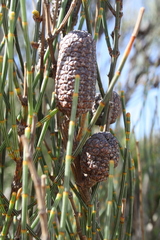 Allocasuarina distyla