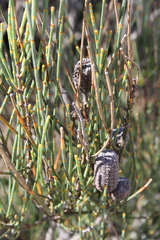 Allocasuarina distyla