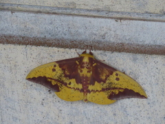 Eacles imperialis