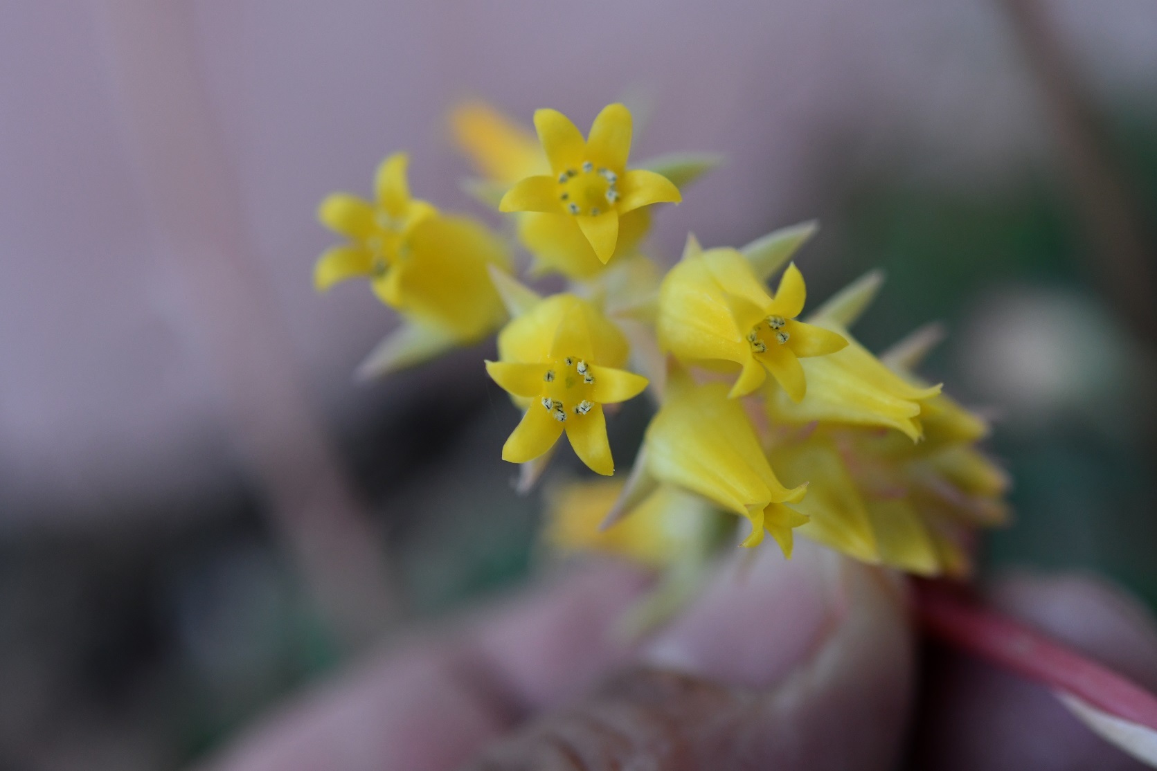 Imagem de Flor de Suculenta