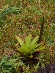 Guzmania plumieri