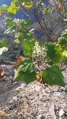 Podachaenium eminens