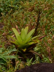 Guzmania plumieri