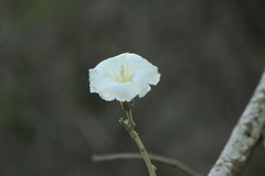 Ipomoea praecana