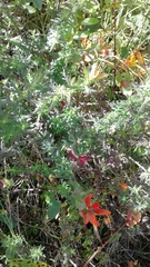 Castilleja fissifolia