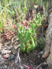 Dudleya variegata