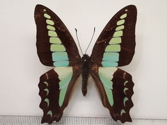 Graphium sarpedon morius