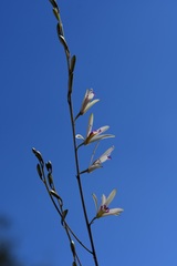 Bletia parkinsonii