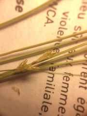 Carex echinata echinata