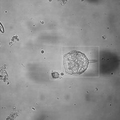 Miozoa