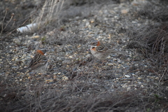 Zonotrichia capensis