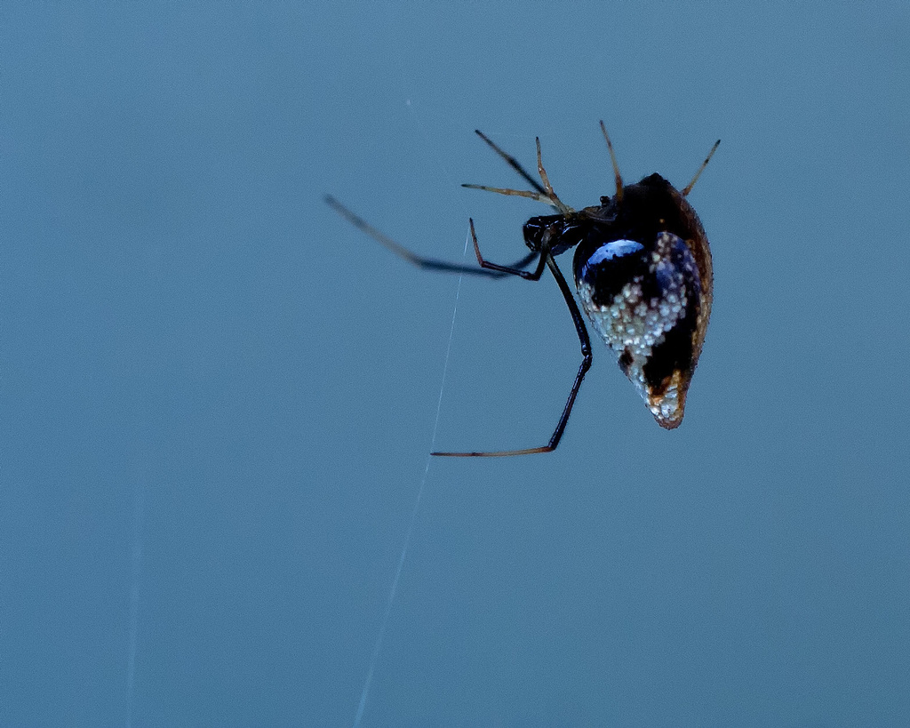 Argyrodes nephilae