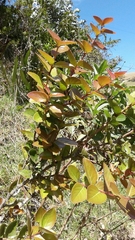 Xylosma spiculifera