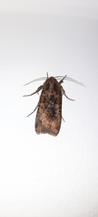 Lepidoptera