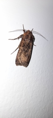 Lepidoptera
