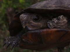 Kinosternon creaseri