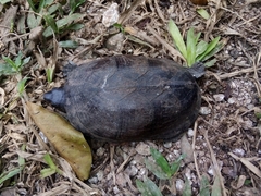 Kinosternon creaseri