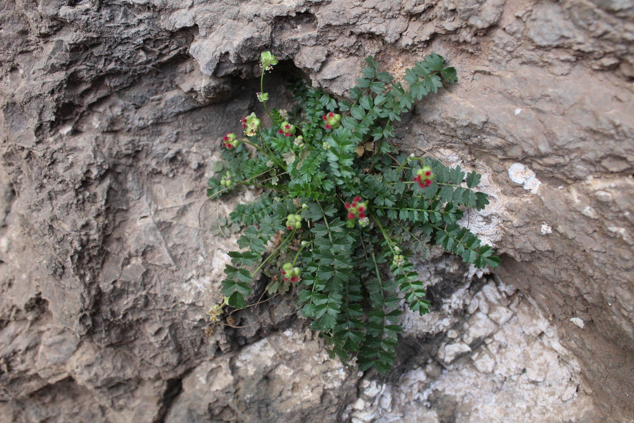 Sanguisorba ancistroides