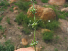 Harpagonella palmeri