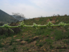 Harpagonella palmeri