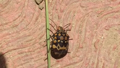 Orsilochides scurrilis