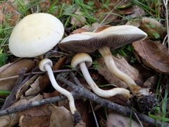 Leratiomyces riparius