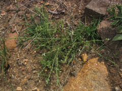 Harpagonella palmeri