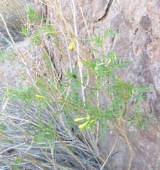 Tecoma stans angustata