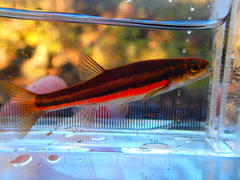 Chrosomus neogaeus