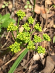 Tauschia hartwegii