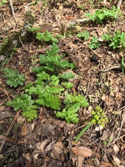 Tauschia hartwegii