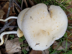 Leratiomyces riparius