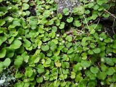 Dichondra repens