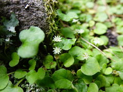 Dichondra repens