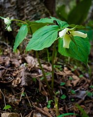 Trillium erectum erectum