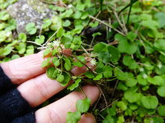 Dichondra repens