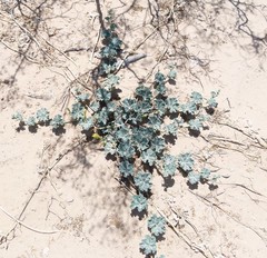 Apodanthera undulata